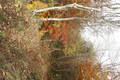 image aleatoire